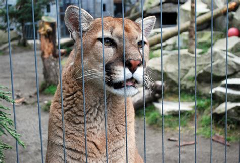 Cougar Mountain Zoo in Issaquah | Around the Sound