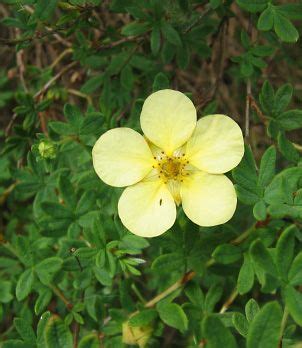 Cinquefoil | Herbaceous, Perennial, Medicinal | Britannica