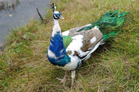 White and Blue Peacock | Peacock at Oak Mountain petting/exh… | Flickr