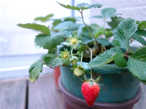 3 Measly Strawberries | Curious Nut