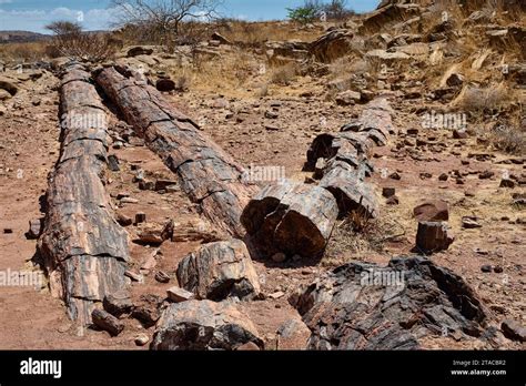 Three Stages Petrified Forest, Petrified Forest, Damaraland, Namibia, Africa Stock Photo - Alamy