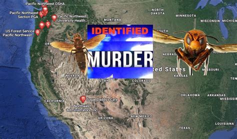 Are 'Murder Hornets' Really A Thing? And Do These Supersized Flying ...