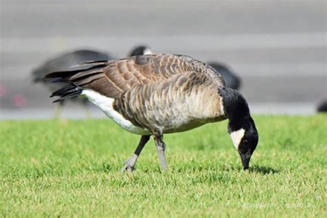 Cackling Goose - Big Year Birding