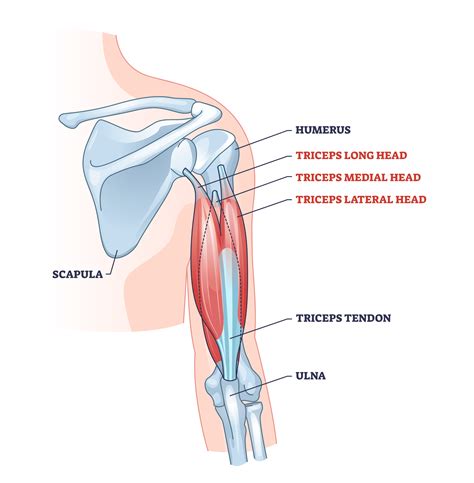 6 Best Compound Exercises for Triceps (with Pictures!) - Inspire US