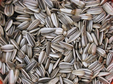 Sunflower seeds | Food texture, Texture, Food