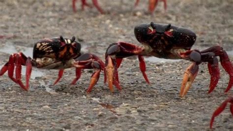 Creepy crab invasion! - CBBC Newsround