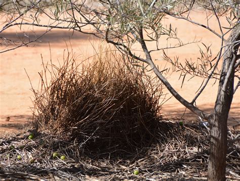 Spotted bowerbird display bower - ZooChat