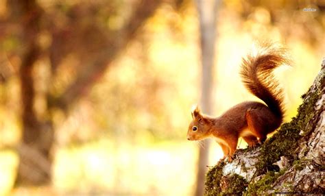 Fall Wallpaper With Squirrel | Wallpapers Gallery