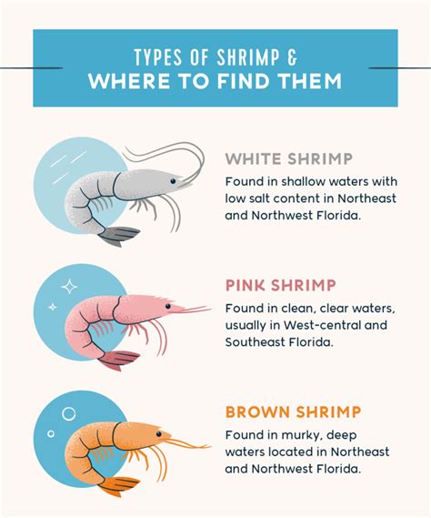 Ultimate Guide and Tips on How to Catch Shrimp in Florida