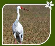 Siberian Cranes - Indian Siberian Cranes,Indian Siberian Cranes Birds ...