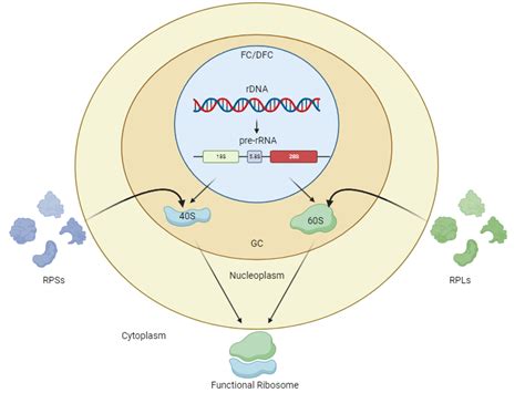 Ribosome biogenesis | BioRender Science Templates