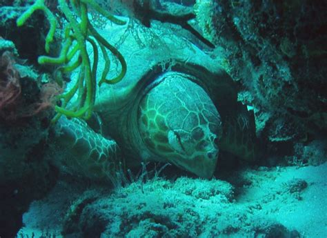 sleeping sea turtle | Flickr - Photo Sharing!