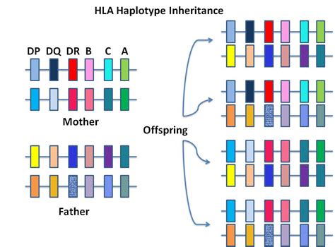 Ms. Adventures in Fertility Land: A New Diagnosis: 6 HLA Matches and ...