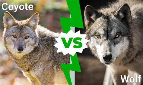 Coyote vs Wolf: The 6 Key Differences Explained - A-Z Animals