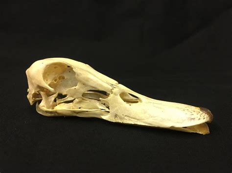 Duck Skull | Animal skulls, Anatomy art, Animal bones