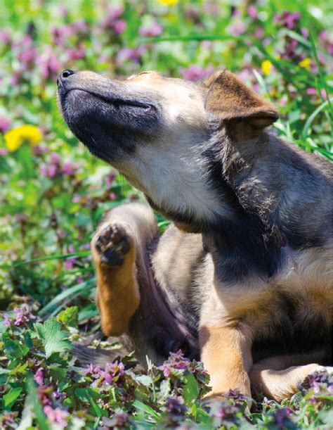 Those Doggone Allergies - Bluegreen Floor Care