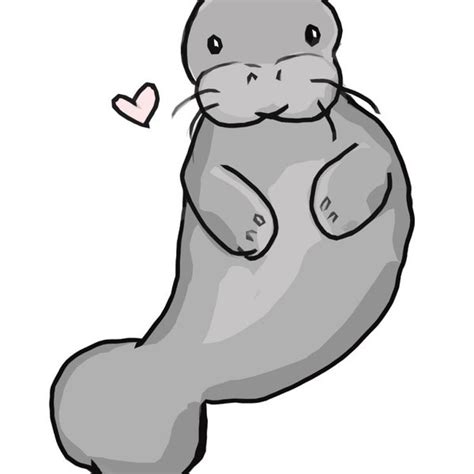 Cute Manatee Drawing at PaintingValley.com | Explore collection of Cute Manatee Drawing