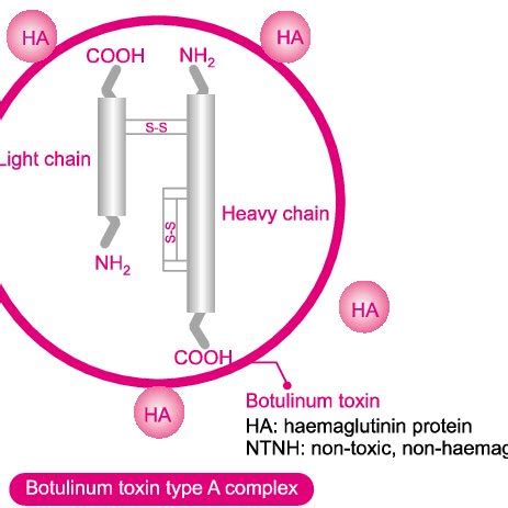 Schematic illustration demonstrating the structure of botulinum toxin ...