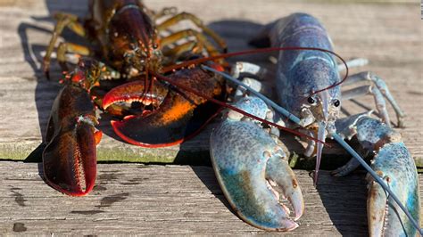 Haddie, a rare 'cotton candy' lobster caught in Maine - CNN