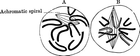 Early Stages of Karyokinesis, vintage illustration 35462352 Vector Art ...