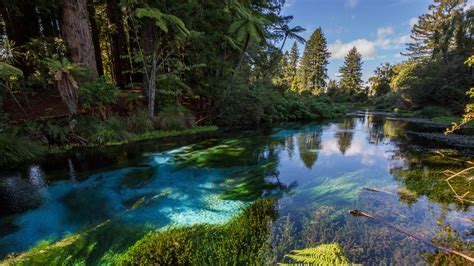 River Between Trees Bushes In Forest With Reflection On Water 4K HD Forest Wallpapers | HD ...