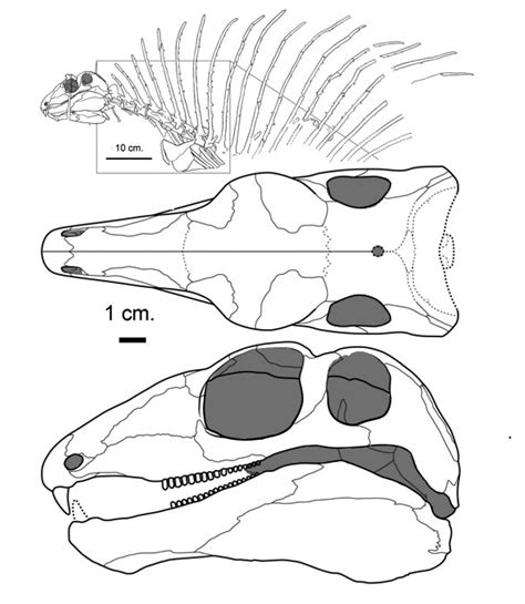 Edaphosaurus, Gordodon and Glaucosaurus