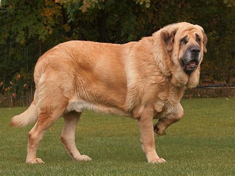 Spanish Mastiff vs Pyrenean Mastiff - Breed Comparison