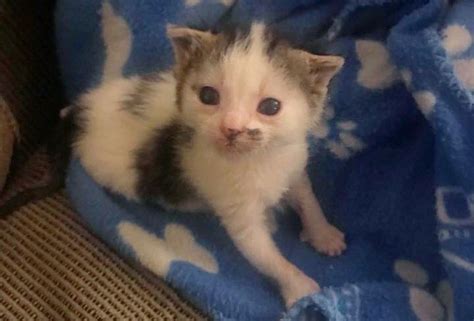 Kitten with Cow Markings Finds Kind People to Help Her Thrive - Love Meow