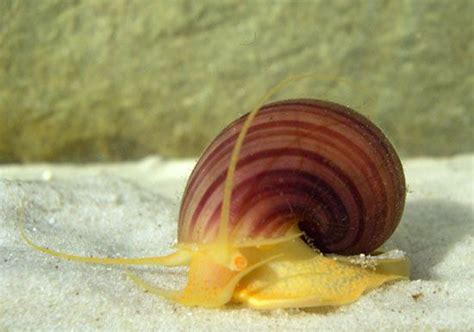 Freshwater snail | Aquatic, Mollusk, Shells | Britannica