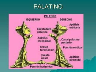 Hueso Palatino | PPT