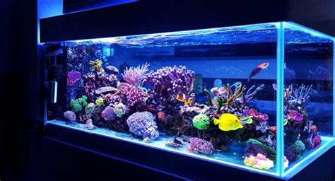 Phosphate Levels for Reef Tank – Mastering Nutrient Control