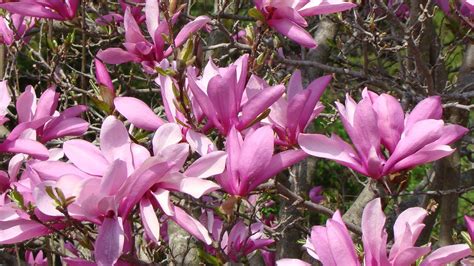 Magnolia Tree How To Grow