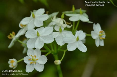 US Wildflower - American Umbrella Leaf, Umbrella-leaf - Diphylleia cymosa