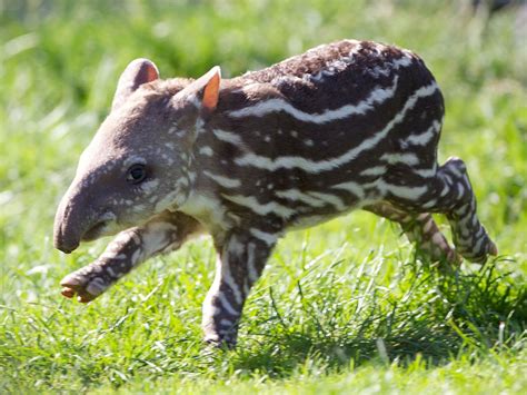 Spotted! Dublin Zoo welcomes adorable baby tapir | Baby animals, Cute ...