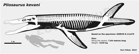 Pliosaurus skeletal by BritishPalaeontology on DeviantArt