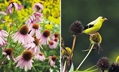 6 Plants Birds Love | Garden Gate