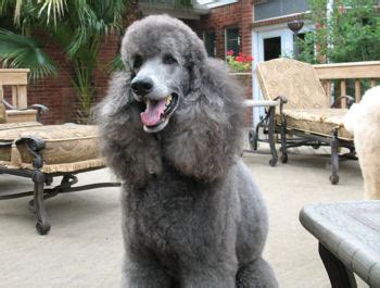 Not A Standard Poodle: Silver Poodle