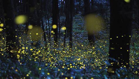 Night Lights: Fireflies