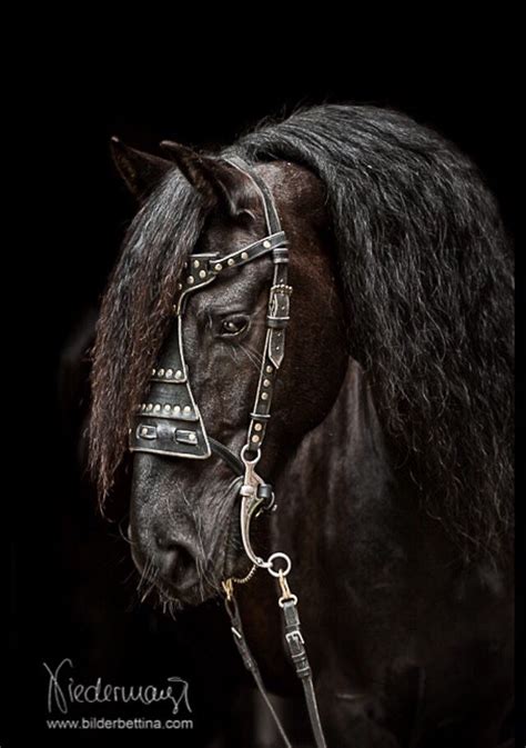 Magnificent!! 🐎🐎 | Medieval horse, Friesian horse, Horses