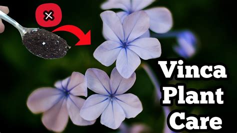 Vinca Plant Care in Winter - Vinca Plant Care Tips - Pure Greeny. - YouTube