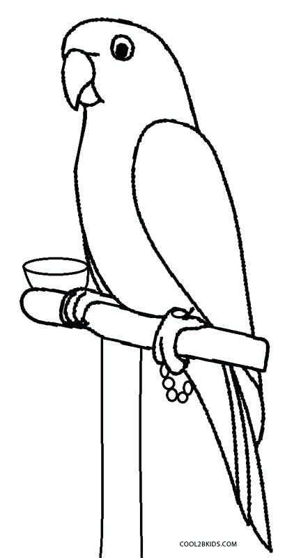 Parrot Drawing Pictures | Free download on ClipArtMag