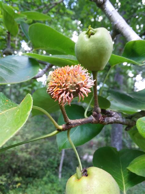 Orange Tubes on Pear Fruit | Walter Reeves: The Georgia Gardener