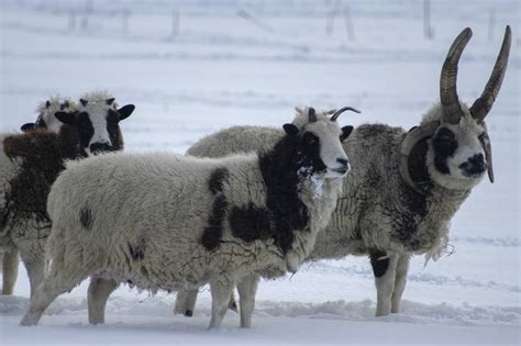 Jacob Sheep Breed Information: Excellent Wool-Producing Sheep with Remarkable Horns