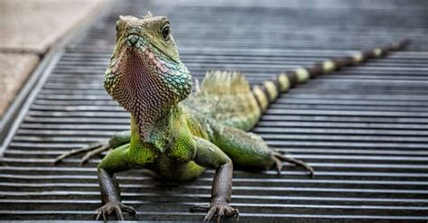 The Best Lizard For A Pet - Gegu Pet