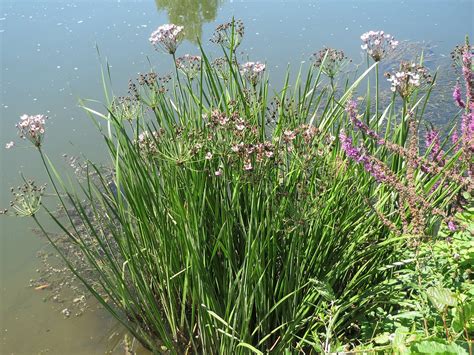 Flowering rush (Butomus umbellatus ) | Fraser Valley Invasive Species Society