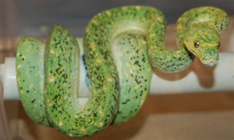 Green Tree Python Morphs