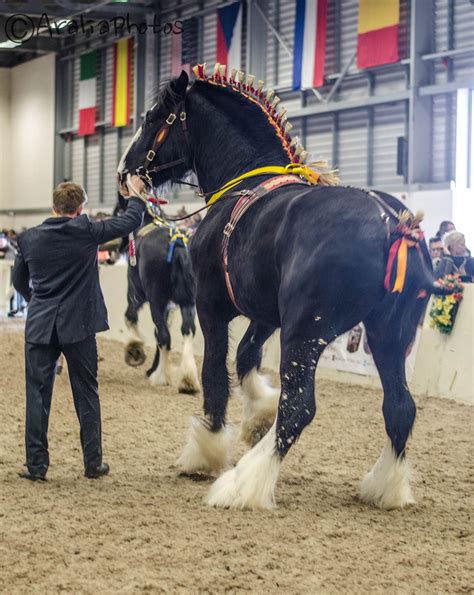 spring shire show | Clydesdale horses, Horses, Percheron horses