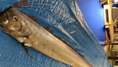 Japan fears another earthquake, tsunami after ominous oarfish sightings | Newshub