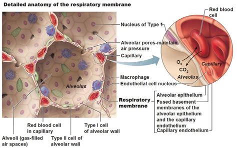 detailed anatomy of the respiratory membrane, type 1, type 2 cells ...