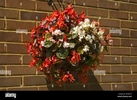 Hanging Basket Of Mixed Begonias Stock Photo - Alamy